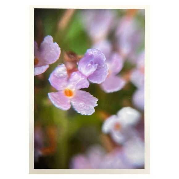 Cottage Series #9 ACEO Macro Photo *Limited Edition* Nature Mini Art Card - Picture 1 of 1